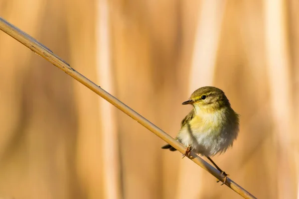 Ładny Żółty Ptak Trzciny Żółte Tło Przyrodnicze — Zdjęcie stockowe
