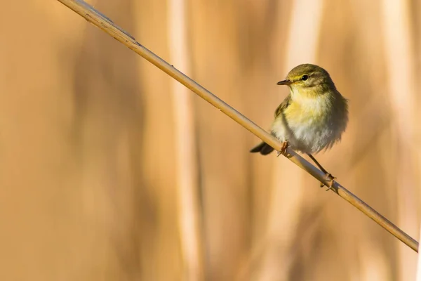 Ładny Żółty Ptak Trzciny Żółte Tło Przyrodnicze — Zdjęcie stockowe