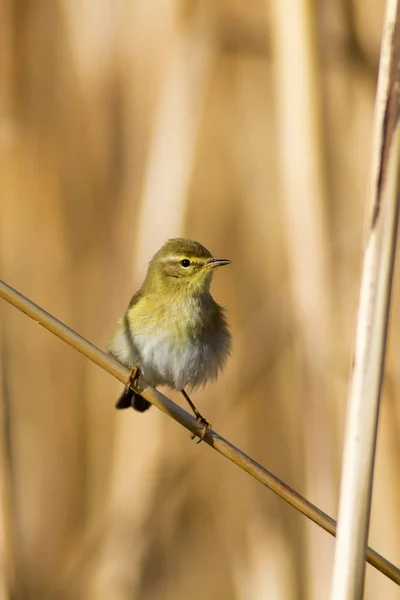 Joli Oiseau Jaune Sur Roseau Fond Nature Jaune — Photo