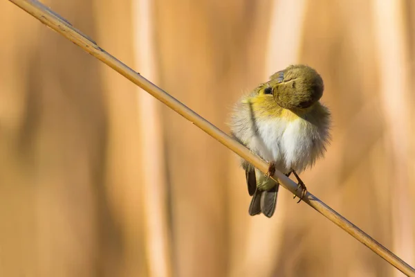 Cute yellow bird on reed. Yellow nature background.