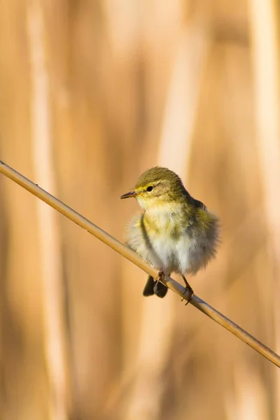 Cute yellow bird on reed. Yellow nature background.