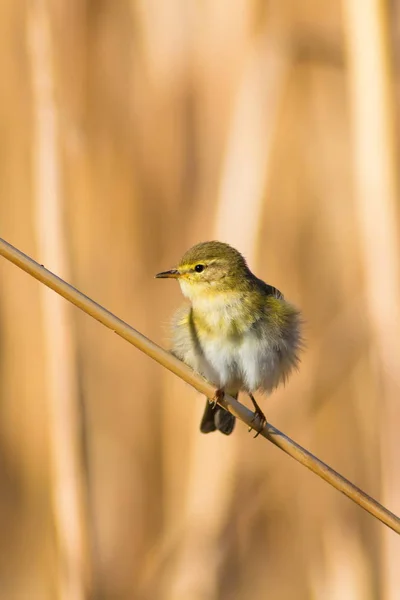 Cute yellow bird on reed. Yellow nature background.