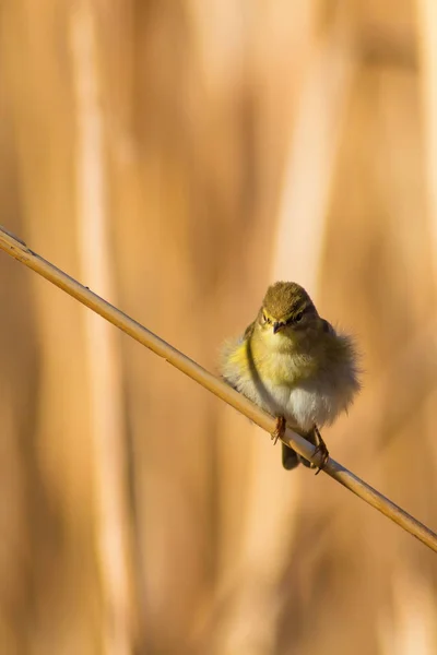 Söt Gul Fågel Vass Gul Natur Bakgrund — Stockfoto