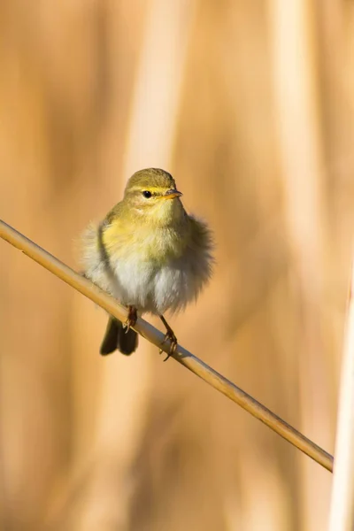 Söt Gul Fågel Vass Gul Natur Bakgrund — Stockfoto