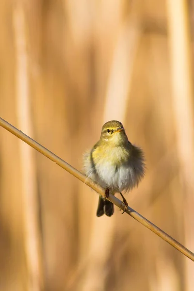 Niedlichen Gelben Vogel Auf Schilf Gelber Hintergrund — Stockfoto