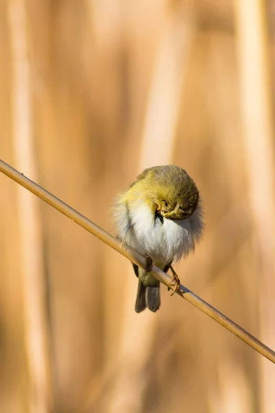 Милая Желтая Птица Тростнике Желтый Фон — стоковое фото
