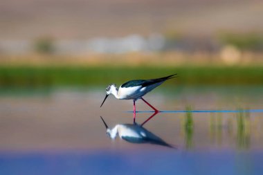 Sulak alan yaşam alanı ve su kuşu. Renkli doğal yaşam arka planı.