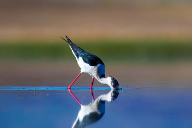 Sulak alan yaşam alanı ve su kuşu. Renkli doğal yaşam arka planı.