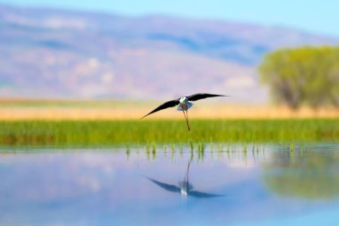 Günbatımı doğa ve kuş. Günbatımı doğa arka plan. Ortak su kuşu: siyah kanatlı stilt. Himantopus himantopus.