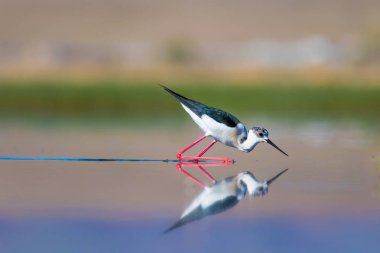 Günbatımı doğa ve kuş. Günbatımı doğa arka plan. Ortak su kuşu: siyah kanatlı stilt. Himantopus himantopus.