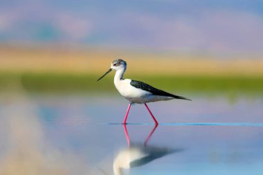 Günbatımı doğa ve kuş. Günbatımı doğa arka plan. Ortak su kuşu: siyah kanatlı stilt. Himantopus himantopus.