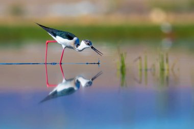 Günbatımı doğa ve kuş. Günbatımı doğa arka plan. Ortak su kuşu: siyah kanatlı stilt. Himantopus himantopus.