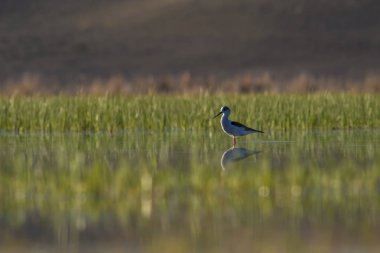 Günbatımı doğa ve kuş. Günbatımı doğa arka plan. Ortak su kuşu: siyah kanatlı stilt. Himantopus himantopus.