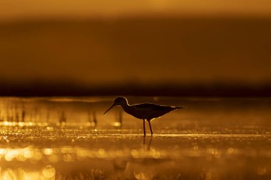 Günbatımı doğa ve kuş. Günbatımı doğa arka plan. Ortak su kuşu: siyah kanatlı stilt. Himantopus himantopus.