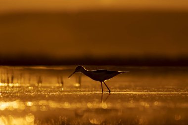 Günbatımı doğa ve kuş. Günbatımı doğa arka plan. Ortak su kuşu: siyah kanatlı stilt. Himantopus himantopus.