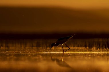 Günbatımı doğa ve kuş. Günbatımı doğa arka plan. Ortak su kuşu: siyah kanatlı stilt. Himantopus himantopus.