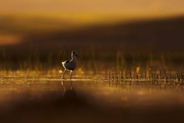 Günbatımı doğa ve kuş. Günbatımı doğa arka plan. Ortak su kuşu: siyah kanatlı stilt. Himantopus himantopus.