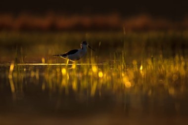 Günbatımı doğa ve kuş. Günbatımı doğa arka plan. Ortak su kuşu: siyah kanatlı stilt. Himantopus himantopus.