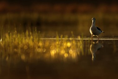Günbatımı doğa ve kuş. Günbatımı doğa arka plan. Ortak su kuşu: siyah kanatlı stilt. Himantopus himantopus.