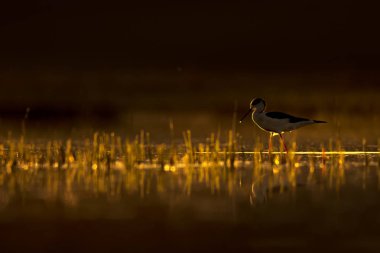 Günbatımı doğa ve kuş. Günbatımı doğa arka plan. Ortak su kuşu: siyah kanatlı stilt. Himantopus himantopus.