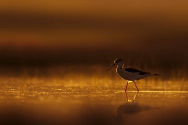 Günbatımı doğa ve kuş. Günbatımı doğa arka plan. Ortak su kuşu: siyah kanatlı stilt. Himantopus himantopus.