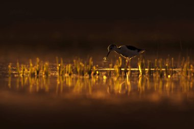 Günbatımı doğa ve kuş. Günbatımı doğa arka plan. Ortak su kuşu: siyah kanatlı stilt. Himantopus himantopus.