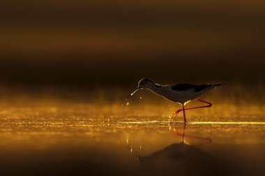 Günbatımı doğa ve kuş. Günbatımı doğa arka plan. Ortak su kuşu: siyah kanatlı stilt. Himantopus himantopus.
