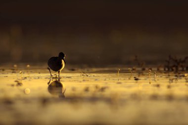 Günbatımı doğa ve kuş. Günbatımı doğa arka plan. Ortak su kuşu: siyah kanatlı stilt. Himantopus himantopus.