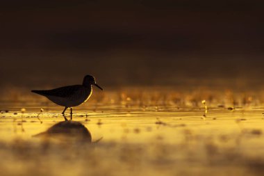 Gün batımı doğa ve kuş. Gün batımı doğa arka plan. 