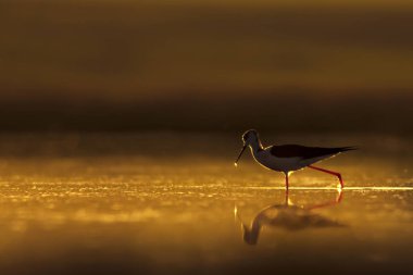 Günbatımı doğa ve kuş. Günbatımı doğa arka plan. Ortak su kuşu: siyah kanatlı stilt. Himantopus himantopus.