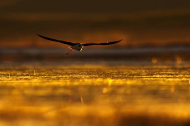 Günbatımı doğa ve kuş. Günbatımı doğa arka plan. Ortak su kuşu: siyah kanatlı stilt. Himantopus himantopus.