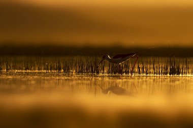 Günbatımı doğa ve kuş. Günbatımı doğa arka plan. Ortak su kuşu: siyah kanatlı stilt. Himantopus himantopus.
