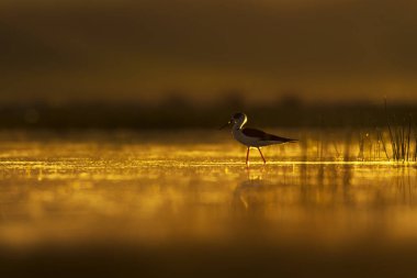 Günbatımı doğa ve kuş. Günbatımı doğa arka plan. Ortak su kuşu: siyah kanatlı stilt. Himantopus himantopus.