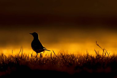 Gün batımı doğa ve kuş. Gün batımı doğa arka plan. 