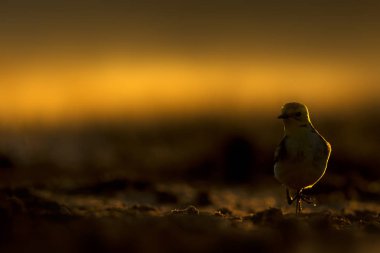 Gün batımı doğa ve kuş. Gün batımı doğa arka plan. 