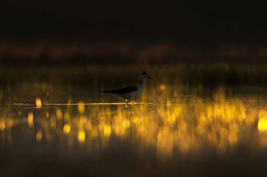 Günbatımı doğa ve kuş. Günbatımı doğa arka plan. Ortak su kuşu: siyah kanatlı stilt. Himantopus himantopus.