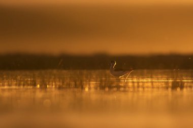 Günbatımı doğa ve kuş. Günbatımı doğa arka plan. Ortak su kuşu: siyah kanatlı stilt. Himantopus himantopus.