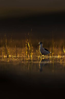 Günbatımı doğa ve kuş. Günbatımı doğa arka plan. Ortak su kuşu: siyah kanatlı stilt. Himantopus himantopus.