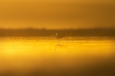 Günbatımı doğa ve kuş. Günbatımı doğa arka plan. Ortak su kuşu: siyah kanatlı stilt. Himantopus himantopus.