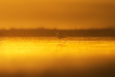 Günbatımı doğa ve kuş. Günbatımı doğa arka plan. Ortak su kuşu: siyah kanatlı stilt. Himantopus himantopus.