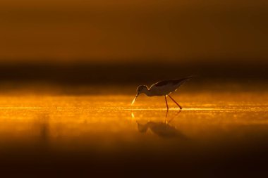 Günbatımı doğa ve kuş. Günbatımı doğa arka plan. Ortak su kuşu: siyah kanatlı stilt. Himantopus himantopus.
