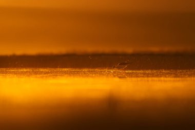 Günbatımı doğa ve kuş. Günbatımı doğa arka plan. Ortak su kuşu: siyah kanatlı stilt. Himantopus himantopus.