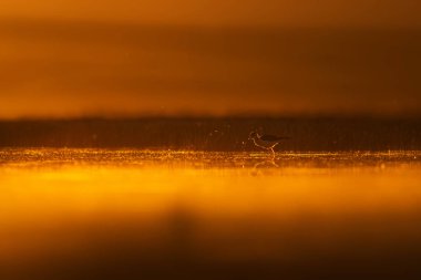 Günbatımı doğa ve kuş. Günbatımı doğa arka plan. Ortak su kuşu: siyah kanatlı stilt. Himantopus himantopus.