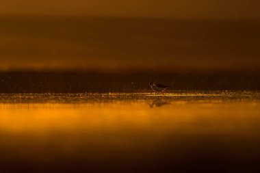 Günbatımı doğa ve kuş. Günbatımı doğa arka plan. Ortak su kuşu: siyah kanatlı stilt. Himantopus himantopus.
