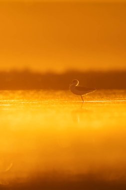 Günbatımı doğa ve kuş. Günbatımı doğa arka plan. Ortak su kuşu: siyah kanatlı stilt. Himantopus himantopus.
