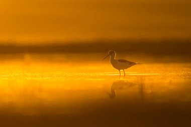 Günbatımı doğa ve kuş. Günbatımı doğa arka plan. Ortak su kuşu: siyah kanatlı stilt. Himantopus himantopus.
