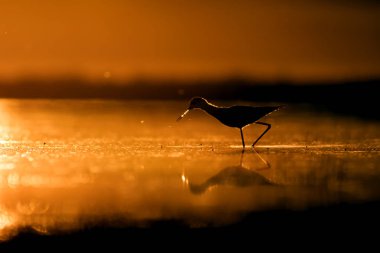 Günbatımı doğa ve kuş. Günbatımı doğa arka plan. Ortak su kuşu: siyah kanatlı stilt. Himantopus himantopus.