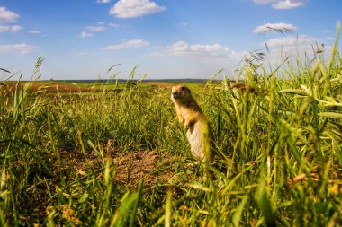 Sevimli hayvan. Yer Sincabı. Yeşil doğa ve mavi gökyüzü arka plan. Manzara fotoğrafı.