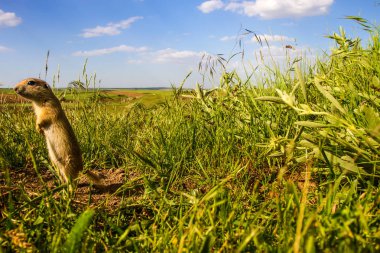 Sevimli hayvan. Yer Sincabı. Yeşil doğa ve mavi gökyüzü arka plan. Manzara fotoğrafı.