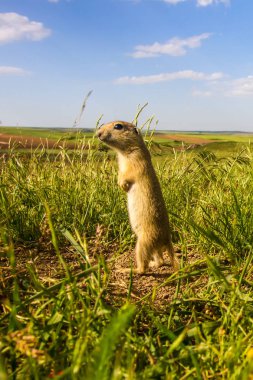 Sevimli hayvan. Yer Sincabı. Yeşil doğa ve mavi gökyüzü arka plan. Manzara fotoğrafı.